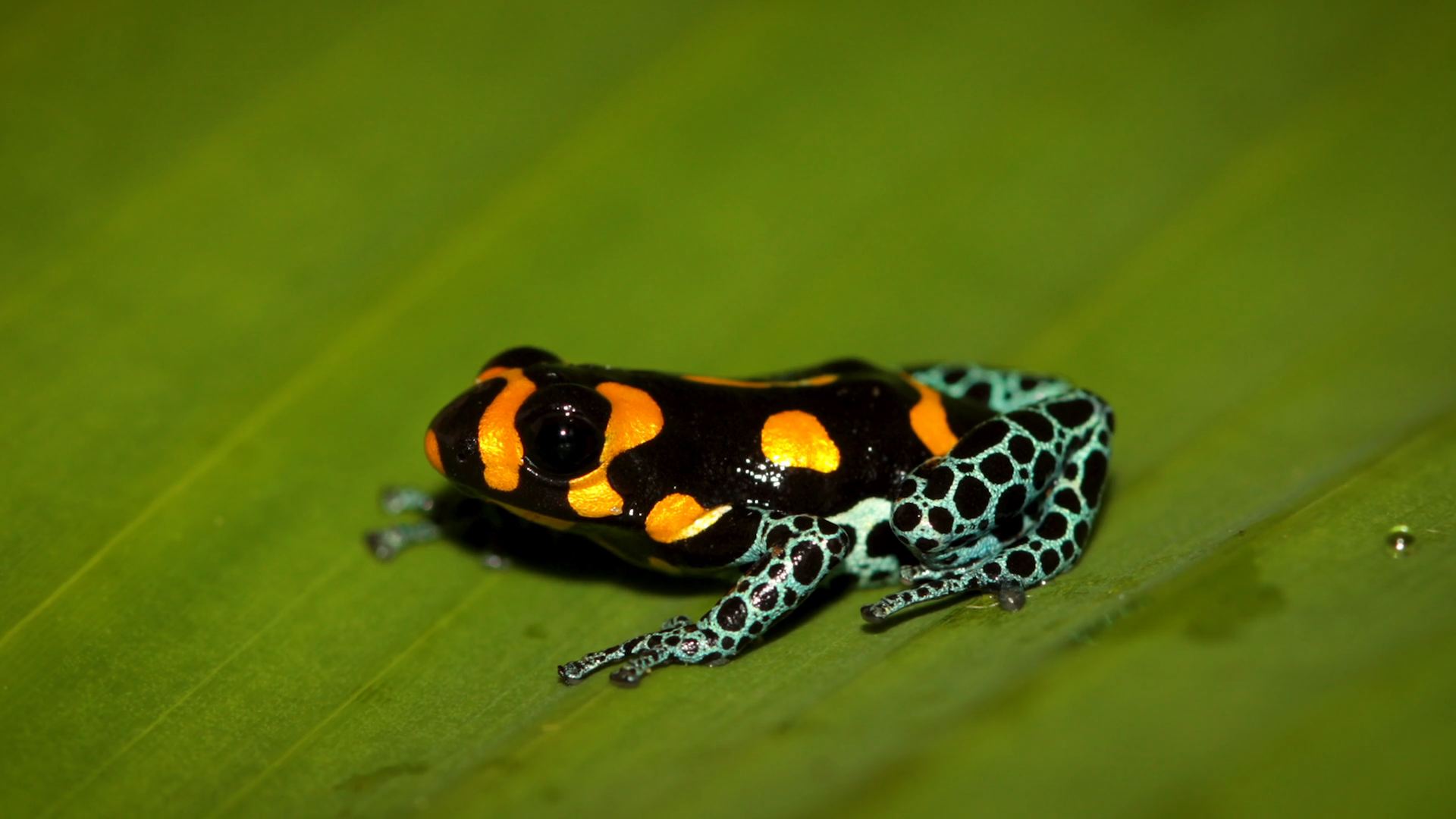 Especies, la huella Andaquí Canal Trece